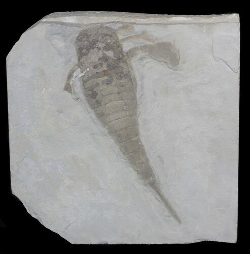 Eurypterus (Sea Scorpion) Fossil - New York #62798
